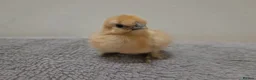 Chickens poultry for sale: 6 x Fresh Bantam Silkie Hatching Eggs  - Advert 7