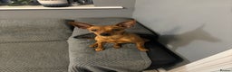 Miniature Pinscher dogs for stud: Toffik the stud  in Halifax - Advert 3
