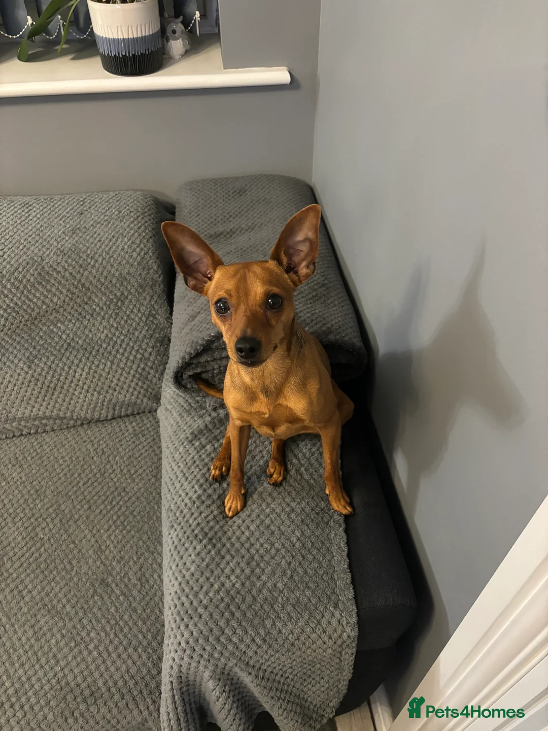 Miniature Pinscher dogs for stud: Toffik the stud  in Halifax - Advert 3