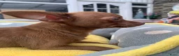 Chihuahua dogs for sale: Litter of chihuahua puppies ready to leave now  - Advert 9