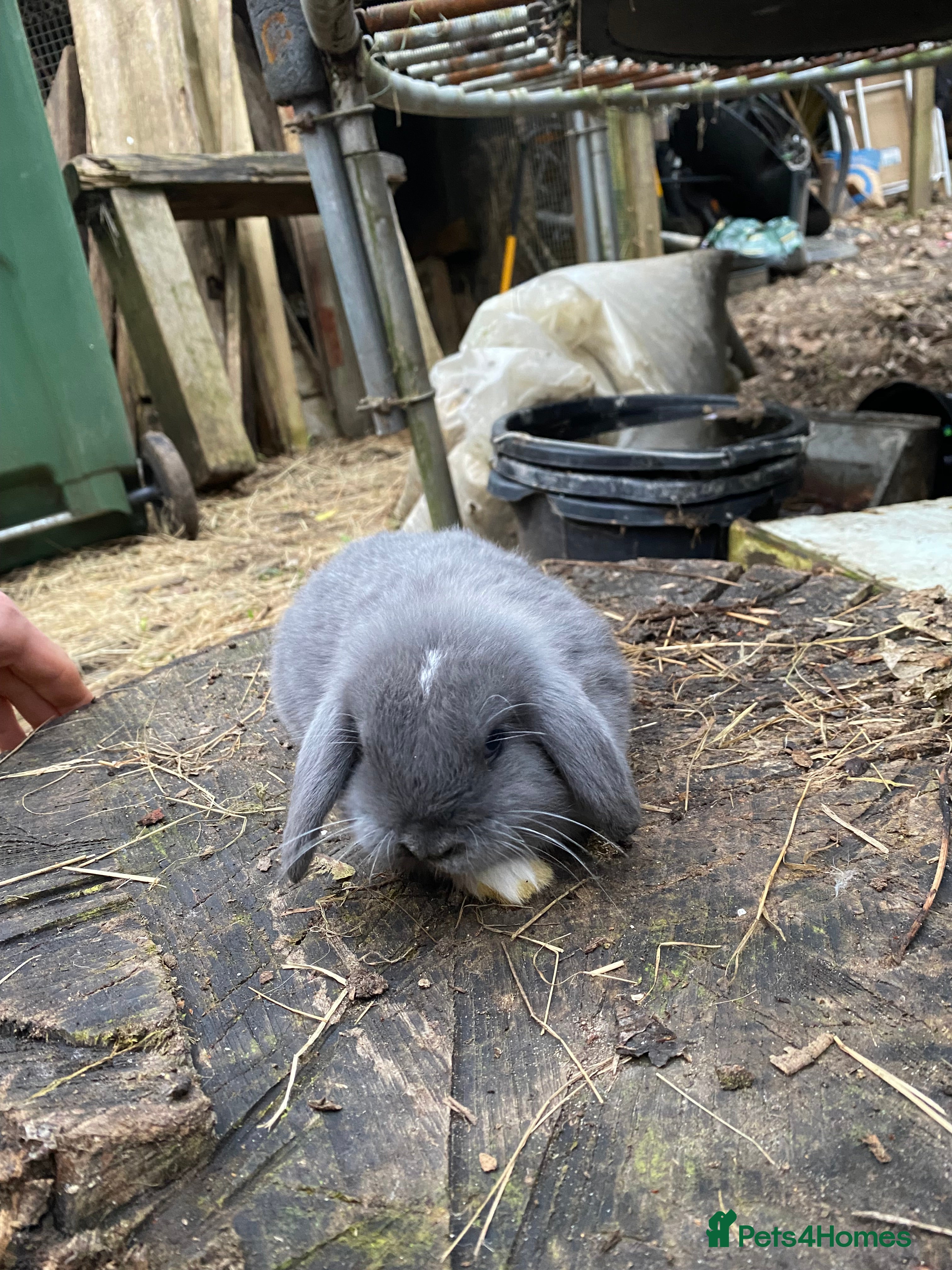 Mini Lop rabbits Family bred Blue Vienna Split 100% Mini Lops  - Advert 1