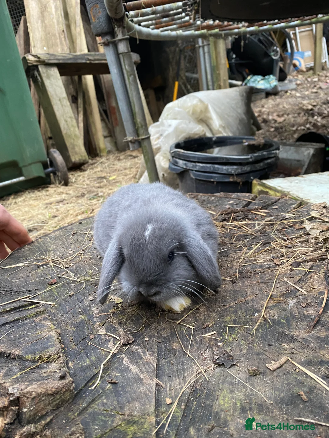 Mini Lop rabbits for sale: Family bred Blue Vienna Split 100% Mini Lops  - Advert 1
