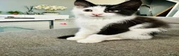 Mixed Breed cats for sale: 3 beautiful kittens for sale  - Advert 3