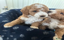 Australian Labradoodle dogs for sale: Australian Labradoodles - Image 1