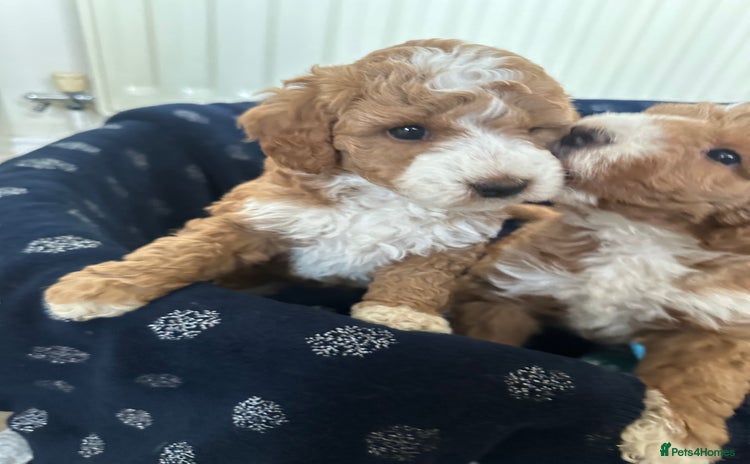 Australian Labradoodle dogs - Advert 1