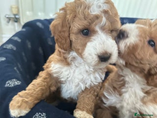 Australian Labradoodle dogs - Advert 10