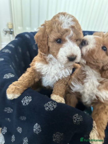 Australian Labradoodle dogs - Advert 1