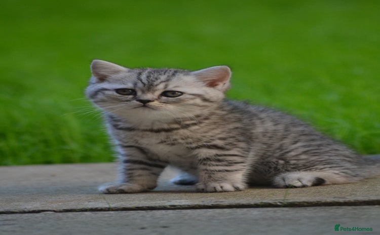 British Shorthair cats - Advert 13