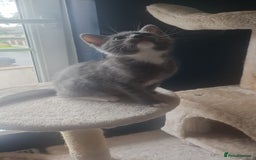 Mixed Breed cats for sale: Two male short haired grey kittens ready to go - Image 2