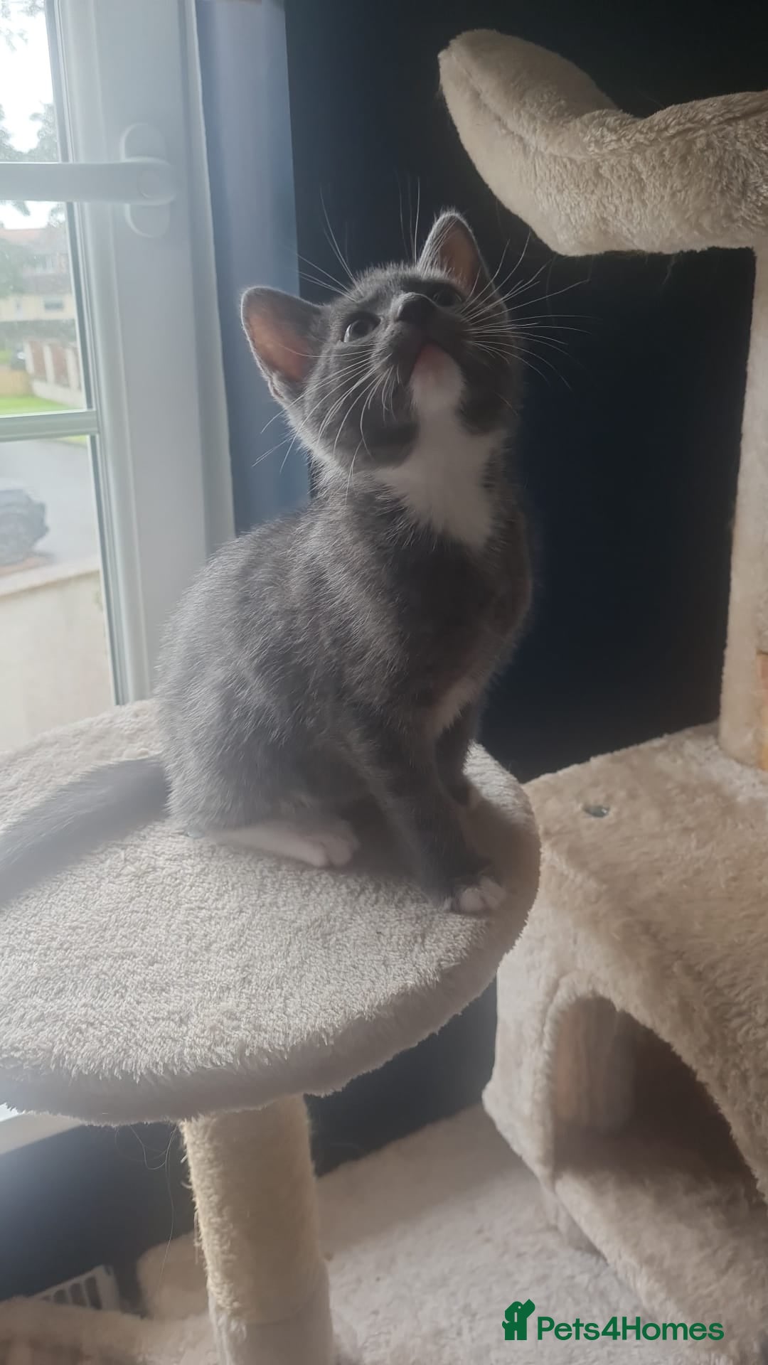 Mixed Breed cats for sale: Two male short haired grey kittens ready to go - Image 2