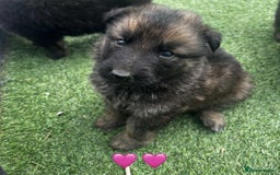 German Shepherd dogs for sale: Beautiful puppies looking for there new homes.  - Image 1