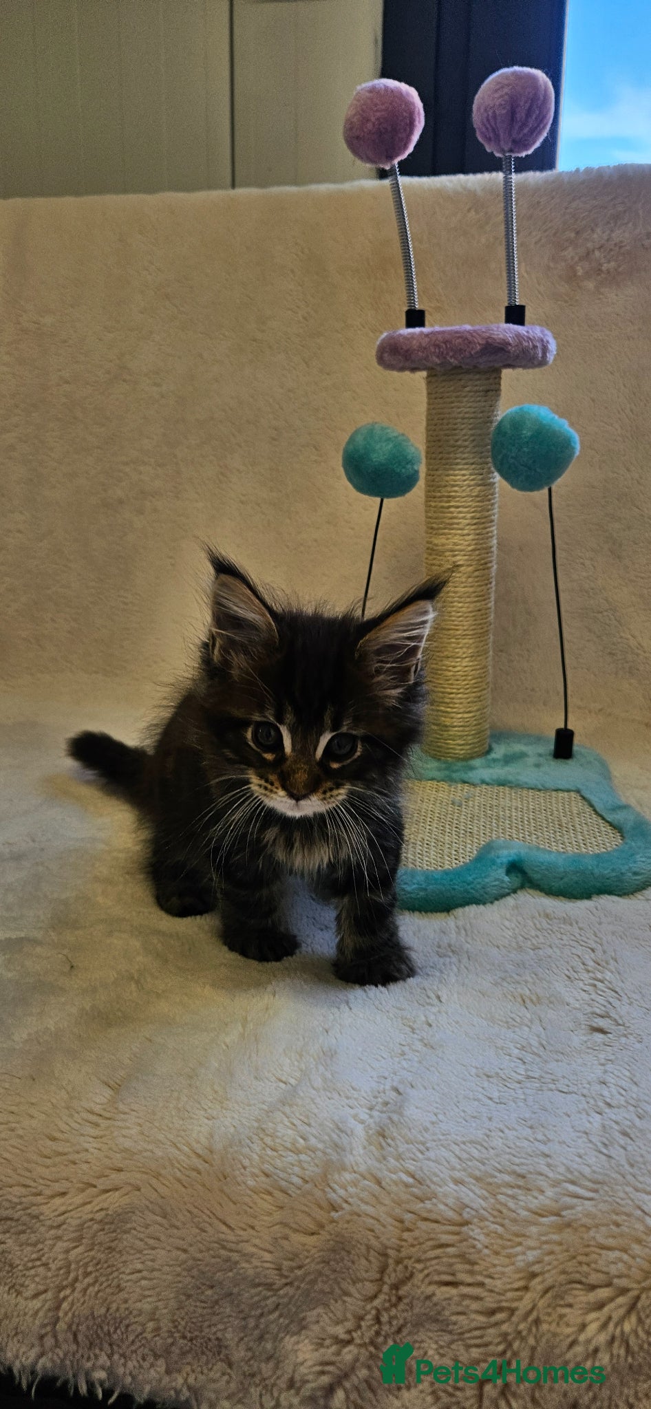 Maine Coon cats Giant Maine Coon  - Advert 2