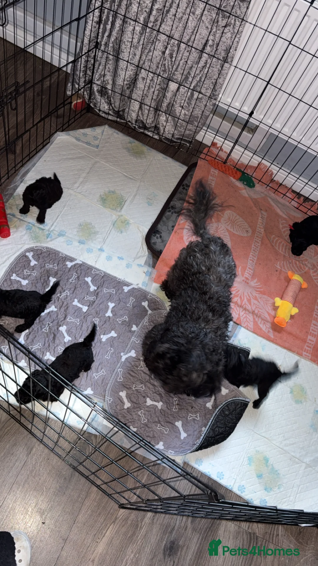 Shihpoo dogs for sale: Shihpoo puppys - Advert 2