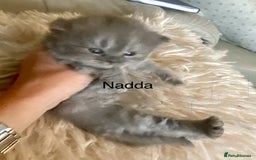 British Longhair cats for sale: HEALTH TESTED BRITISH LONGHAIR MAINE COON BLUE - Image 5