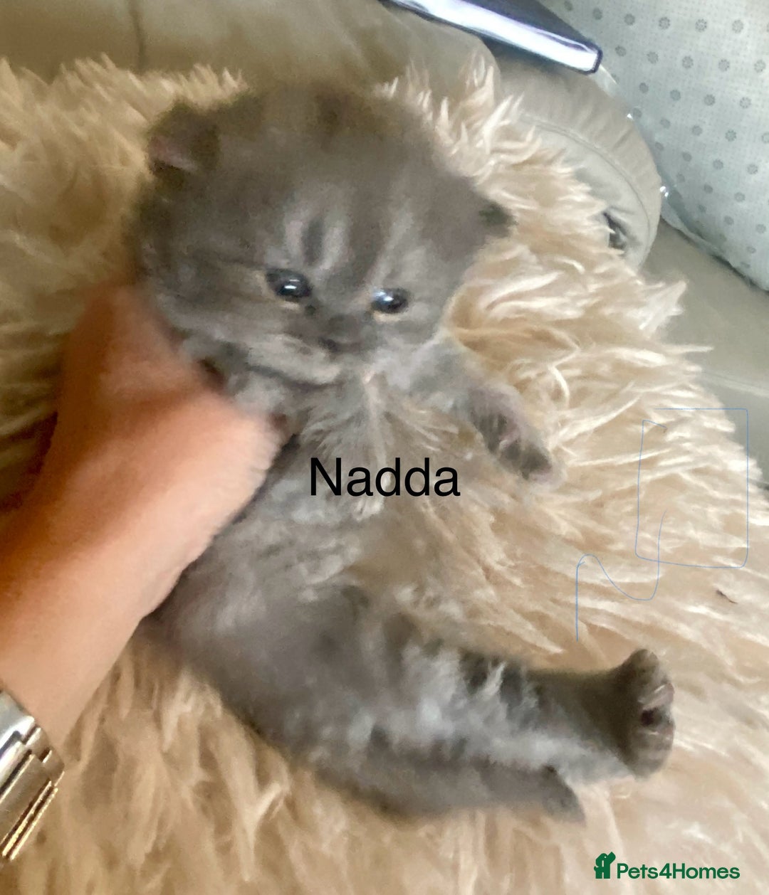 British Longhair cats for sale: HEALTH TESTED BRITISH LONGHAIR MAINE COON BLUE - Image 5