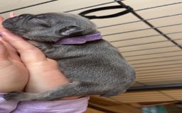 French Bulldog dogs for sale: Frenchies  - Advert 5