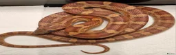 Corn Snake reptiles for sale: Corn snake  100%het palmettos het hypo - Advert 4