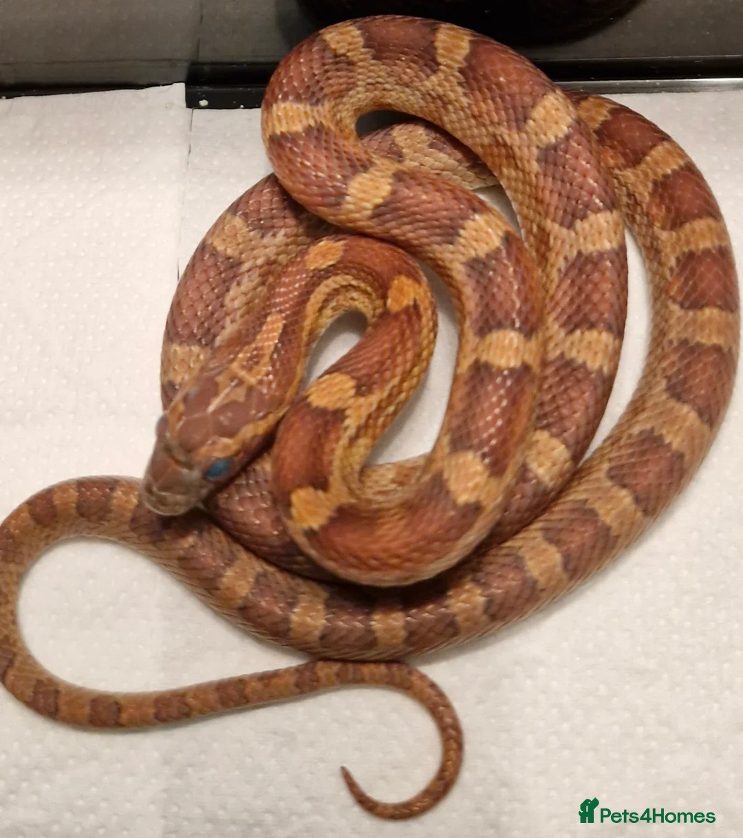 Corn Snake reptiles for sale: Corn snake  100%het palmettos het hypo - Advert 4