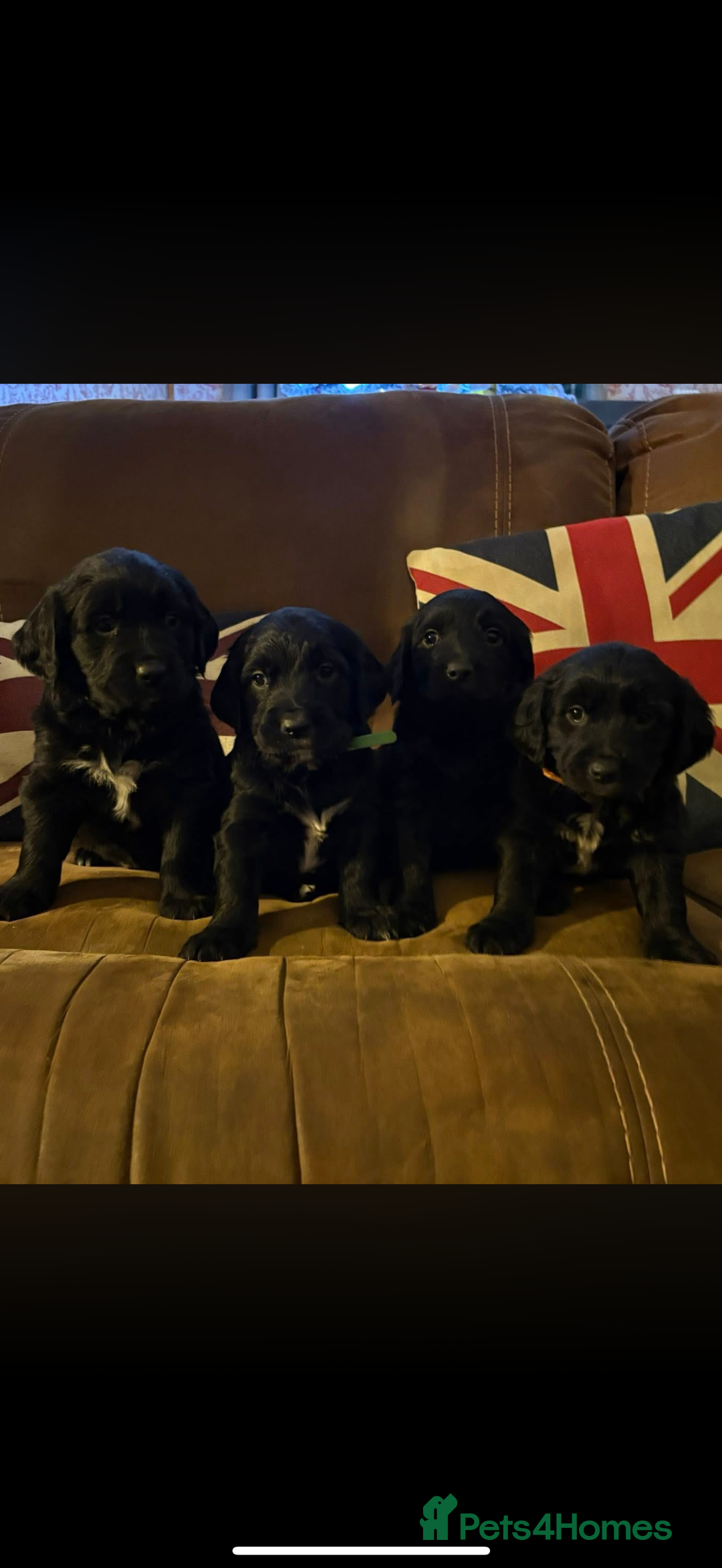 Mixed Breed dogs for sale: Golden Retriever cross Sprollies - Advert 4