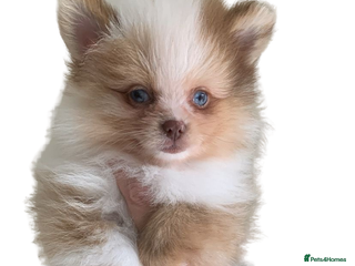 Pomeranian dogs 1 Male Pomeranian Puppy Left‼️ - Advert 9