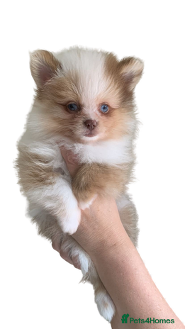 Pomeranian dogs 1 Male Pomeranian Puppy Left‼️ - Advert 1