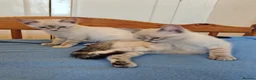 Mixed Breed cats for sale:  1 girl left lynx point - BLUE eyed ragdoll mix - Advert 5