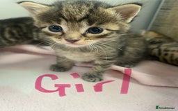 Bombay cats for sale: Tabby/ Bombay kittens for sale  - Image 1