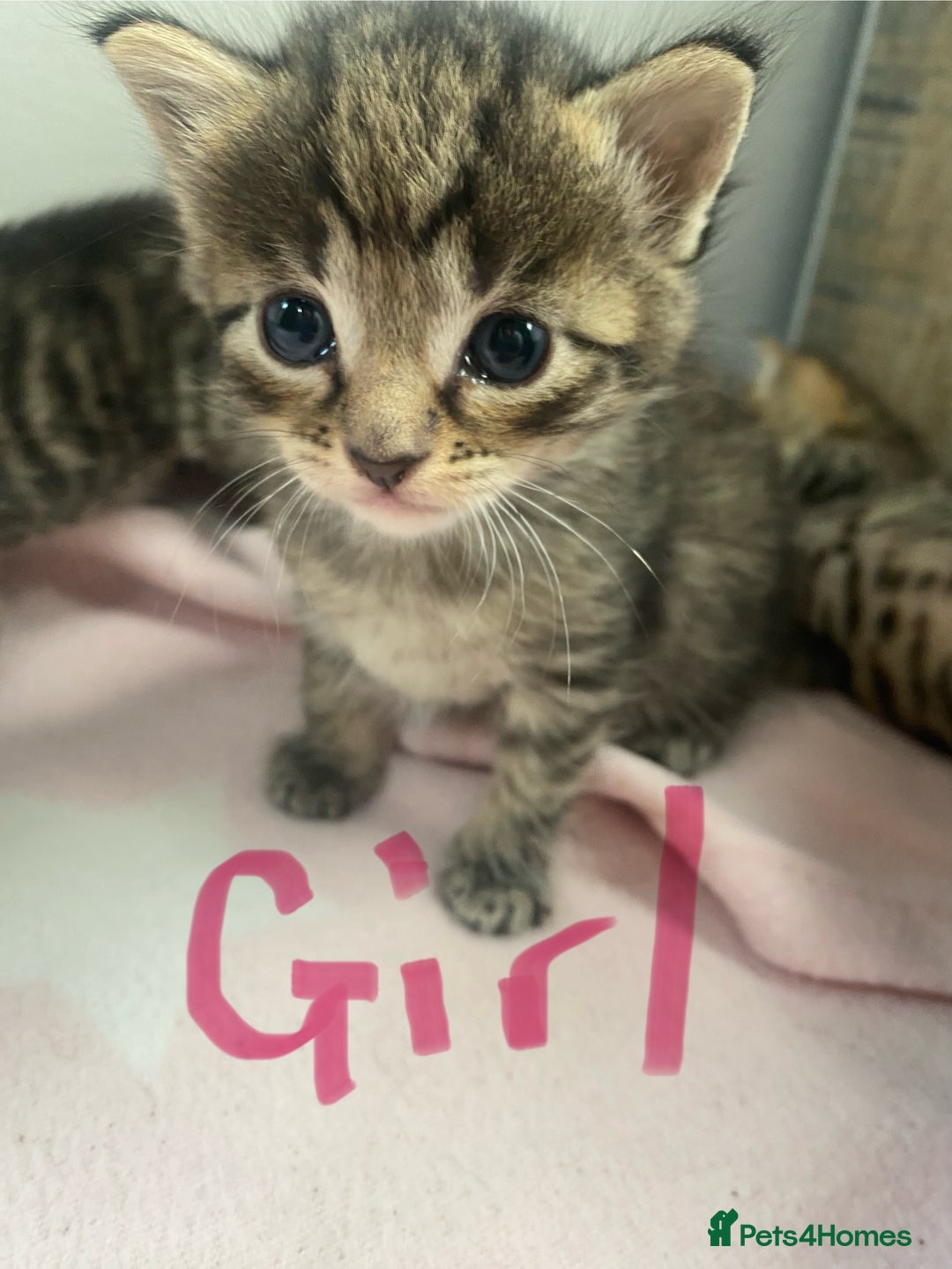 Bombay cats for sale: Tabby/ Bombay kittens for sale  - Image 1