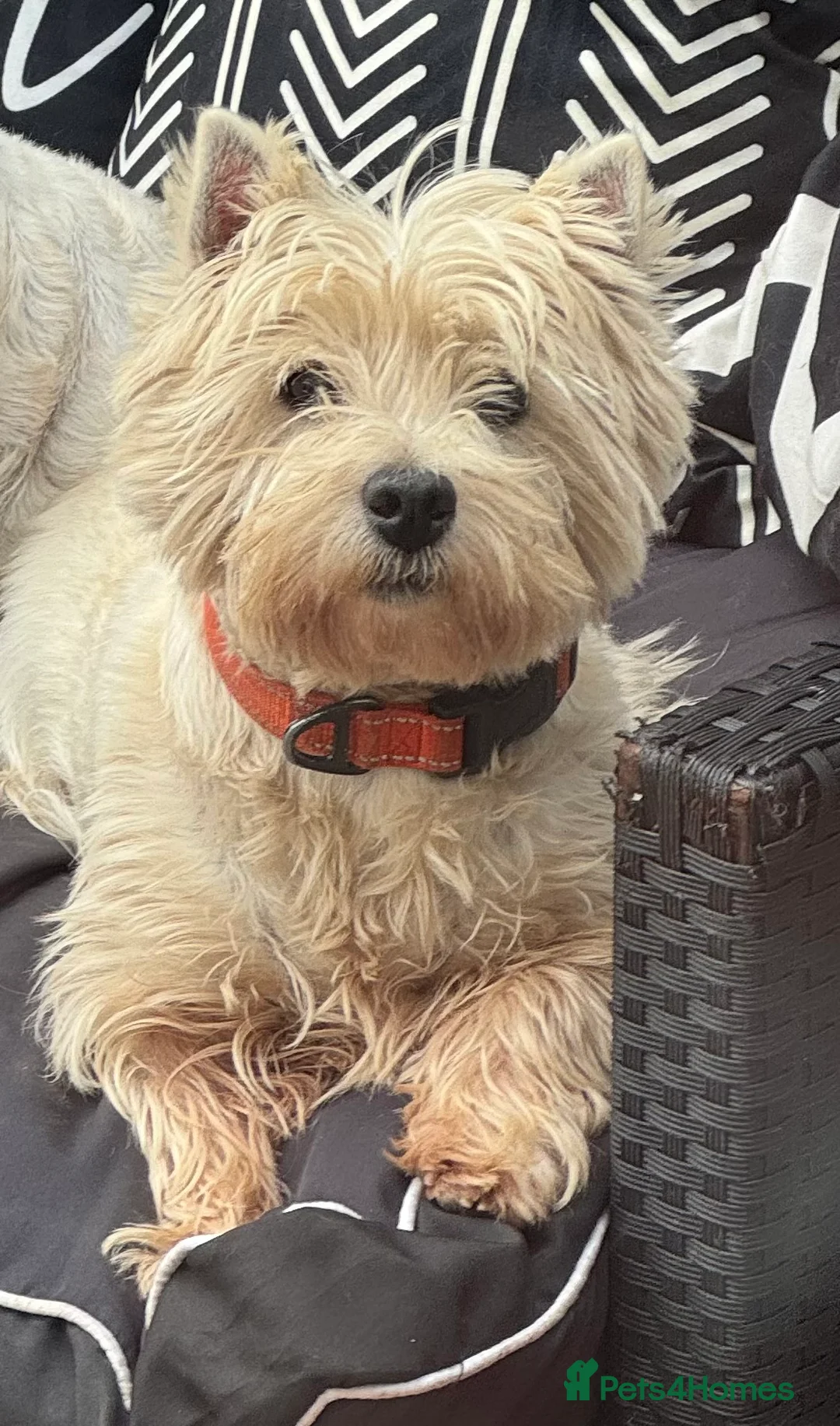 West Highland Terrier dogs for sale: Westie female - Advert 1