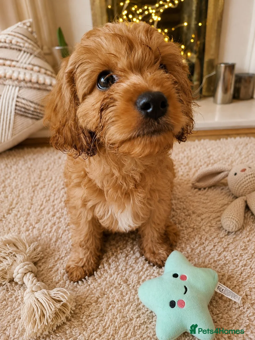 Cavapoo dogs for sale:  F1 Cavapoo 1Boy Available ready now 💚 - Advert 1