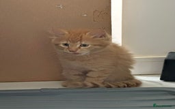 Maine Coon cats for sale: Stunning Kitten Mainecoon Girls - Image 20