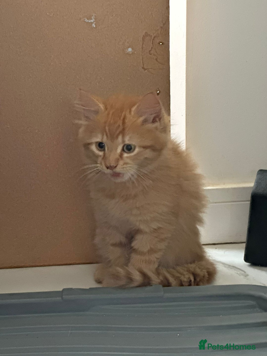 Maine Coon cats for sale: Stunning Kitten Mainecoon Girls - Image 20