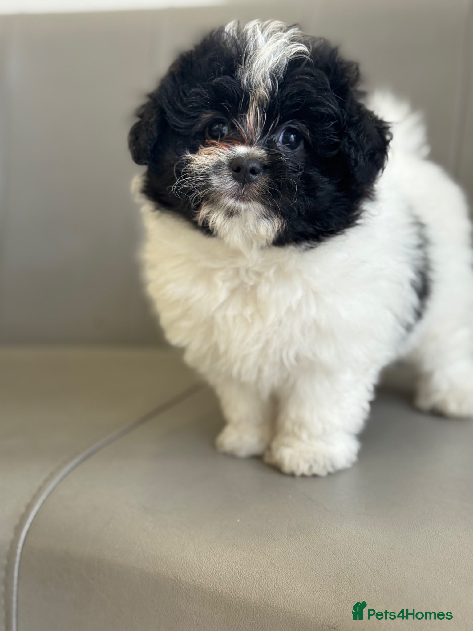 Mixed Breed dogs for sale: Miniature Pomapoo - Advert 1