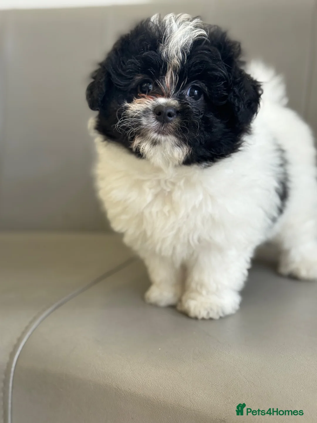 Mixed Breed dogs for sale: Miniature Pomapoo in York - Advert 1