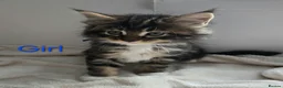 Maine Coon cats for sale: 7 Gorgeous Maine Coon kittens. - Advert 14