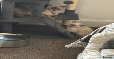 Ragdoll cats - Advert 3