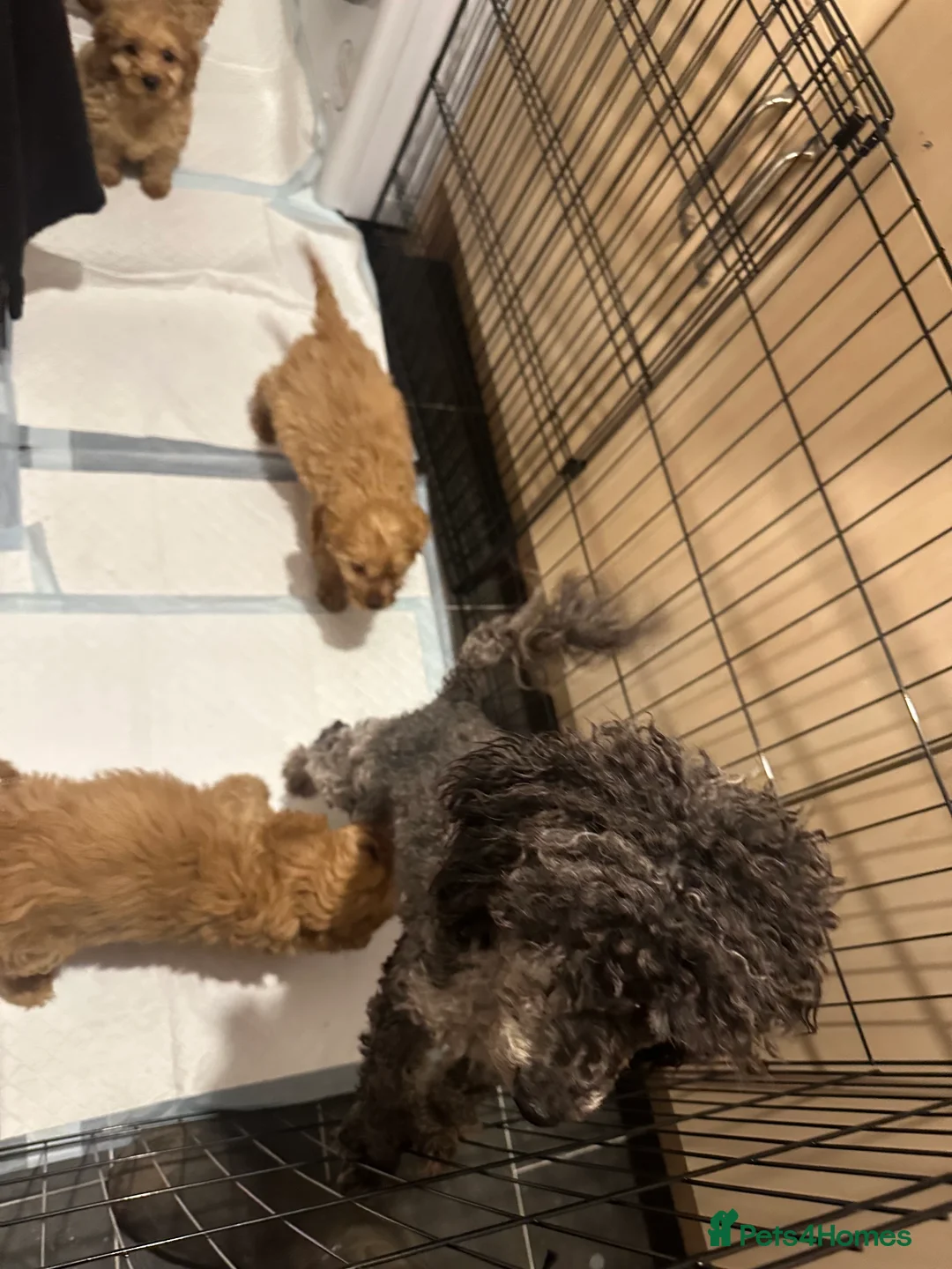 Cavapoo dogs for sale: Cavapoo puppies - Advert 10