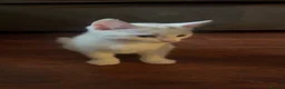 Mixed Breed cats for sale: White fluffy kitten adorable. BSH/Blue BSH mixed - Advert 3