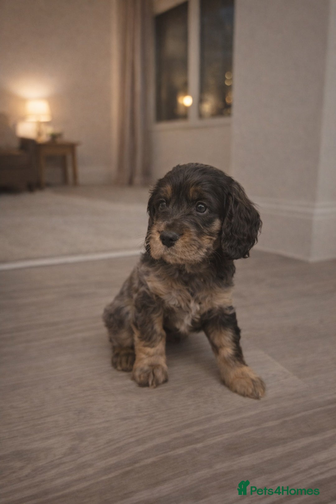 Cockapoo dogs for sale: Gorgeous F1 Cockapoo Puppies  - Advert 8