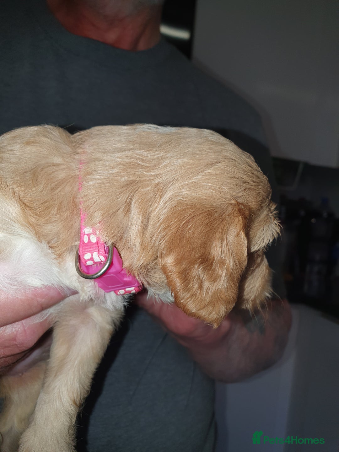 Cockapoo dogs for sale: Adorable cockerpoos under 1000 - Image 7