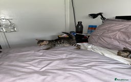 Bengal cats for sale: Gorgeous Bengal kittens for sale - Image 23