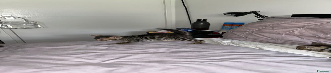 Bengal Kitten 2