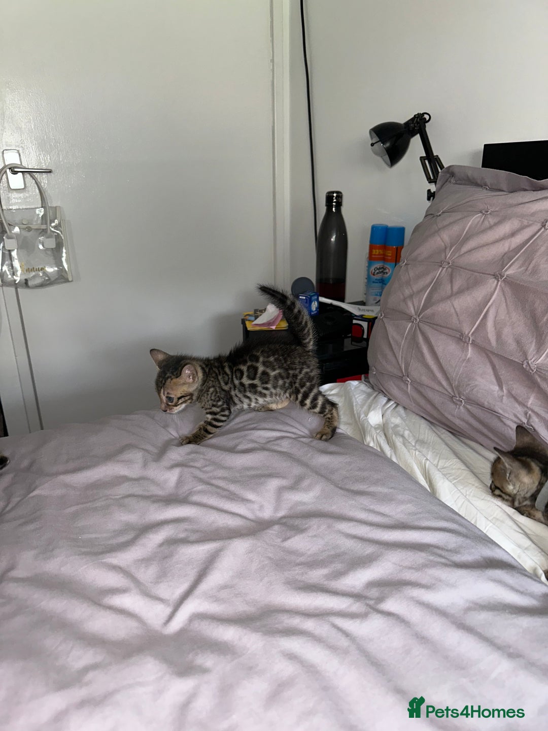 Bengal cats for sale: Gorgeous Bengal kittens for sale - Image 23