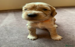 Cocker Spaniel dogs for sale: KC Reg Working Cocker Spaniel Puppies for Sale - Image 4