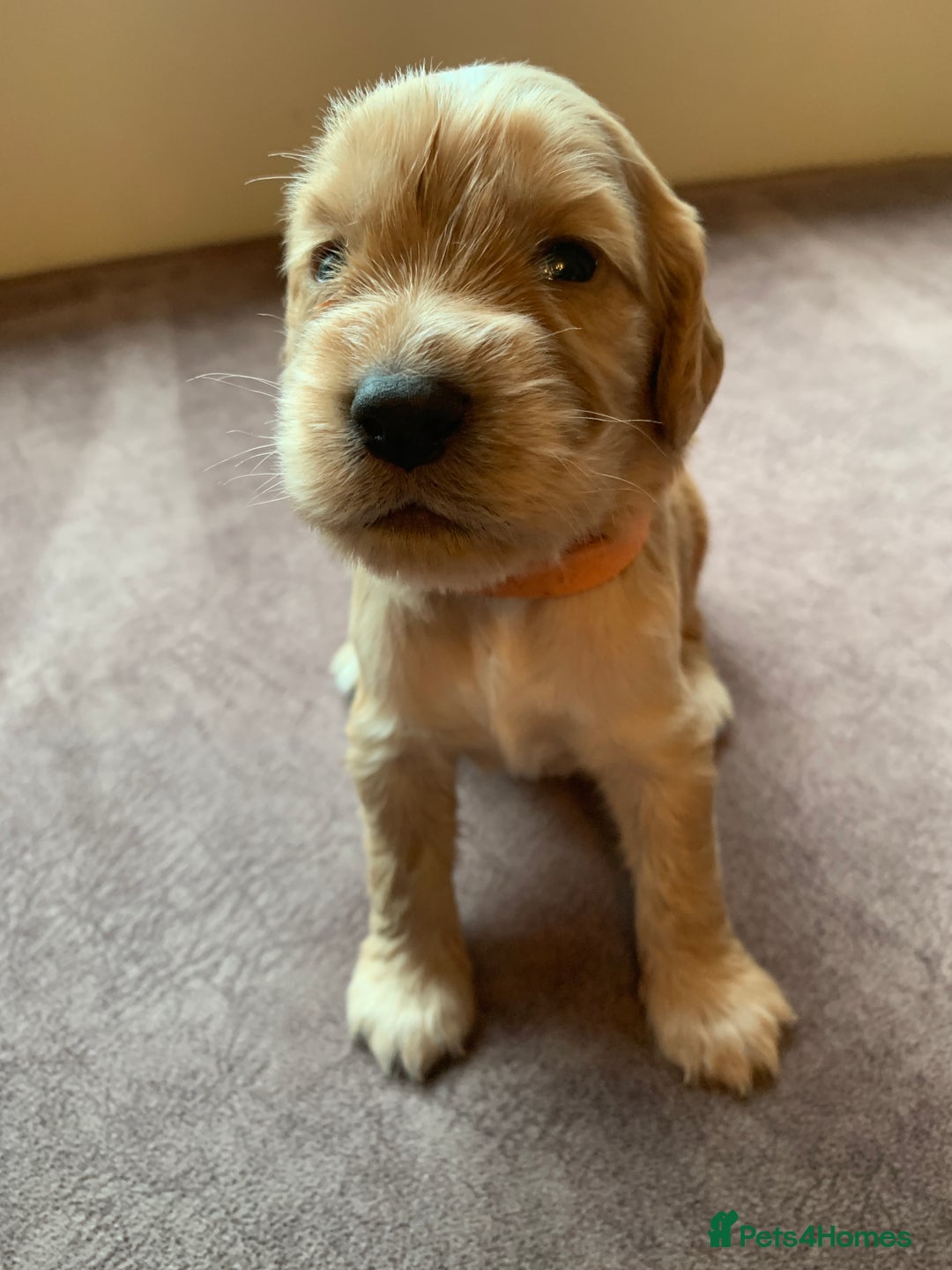 Cocker Spaniel dogs for sale: KC Reg Working Cocker Spaniel Puppies for Sale - Image 4