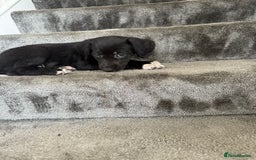 Mixed Breed dogs for sale: Lurcher puppies  - Image 9
