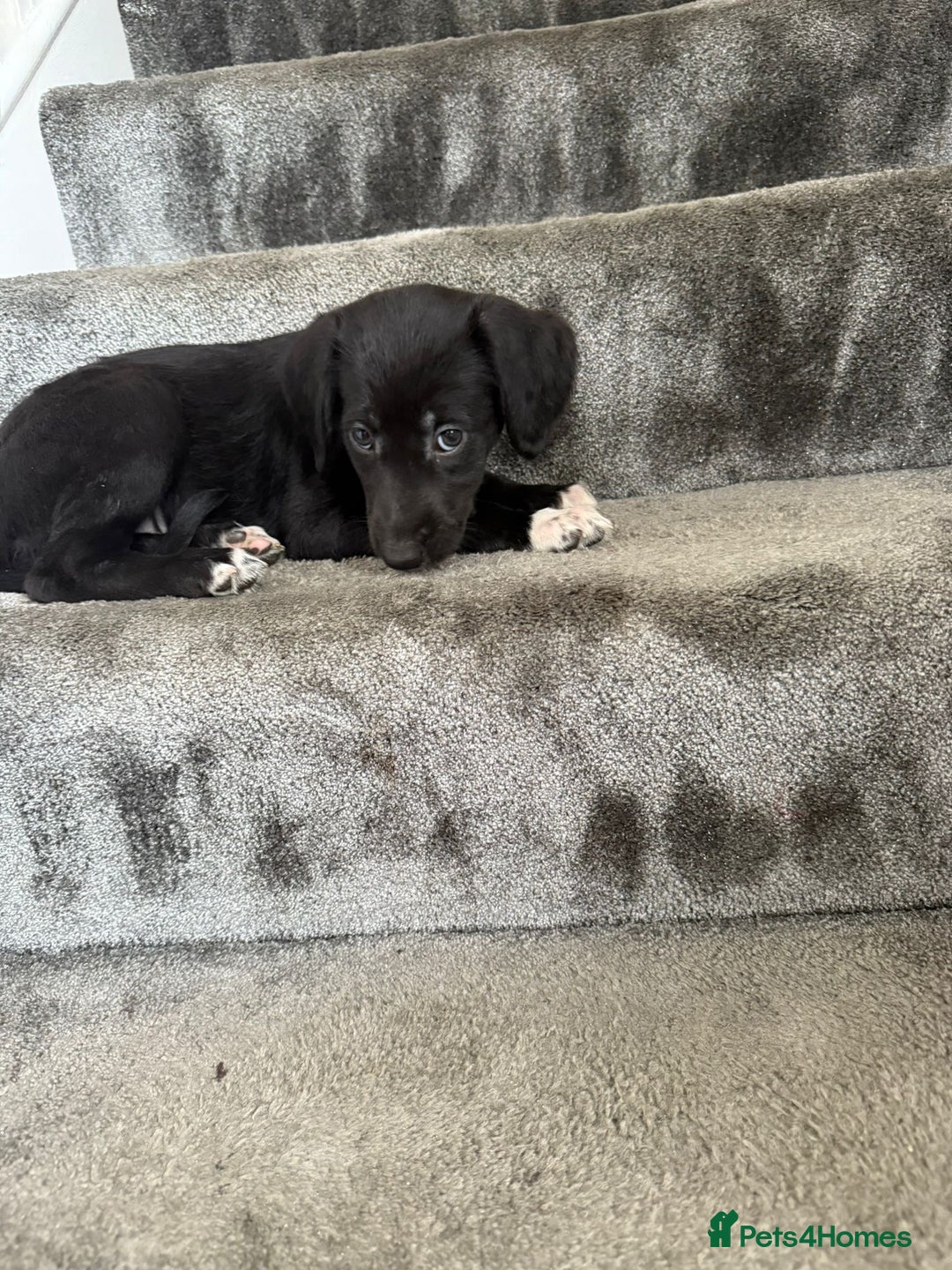 Mixed Breed dogs for sale: Lurcher puppies  - Image 9