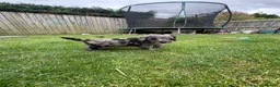 Cockapoo dogs for sale: Cockapoo F1B puppies - Advert 38