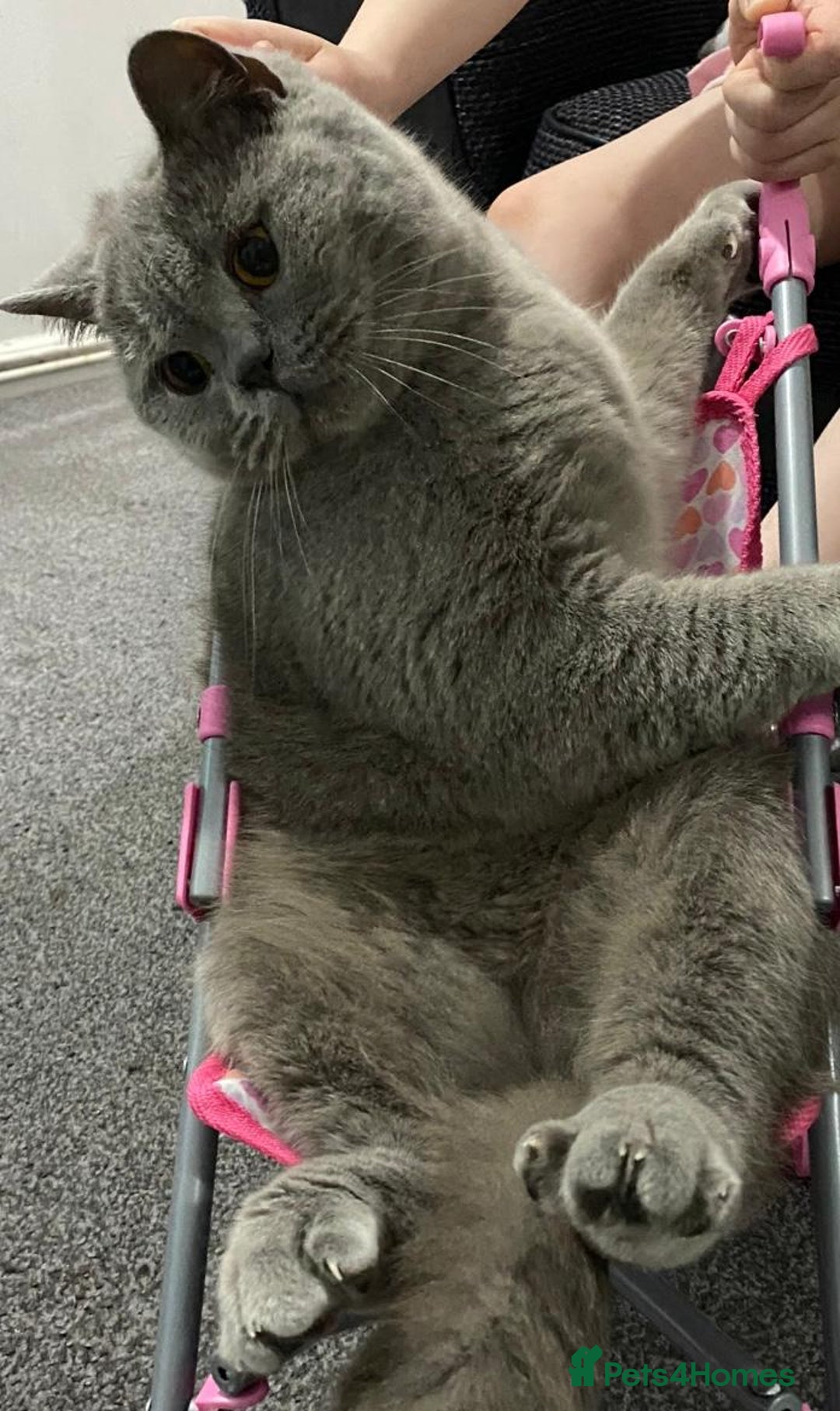 British Shorthair cats for sale: 3 year old British short hair girl - Advert 3