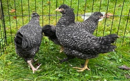 Chickens poultry for sale: Aracana hybrid green egg layers chickens - Image 2